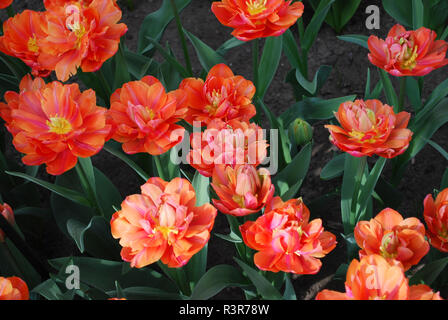 I tulipani Zoe fioritura. Tempo di primavera nei Paesi Bassi. Foto Stock