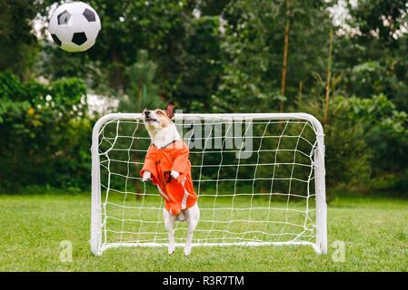 Funny dog indossando kit arancione della nazionale olandese per la cattura di squadra di gioco del calcio (calcio) sfera Foto Stock