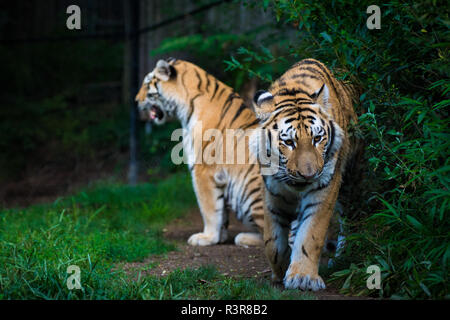 Le tigri di Amur, lo Zoo di Pittsburgh Foto Stock