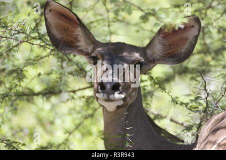 Kudu femmina Foto Stock