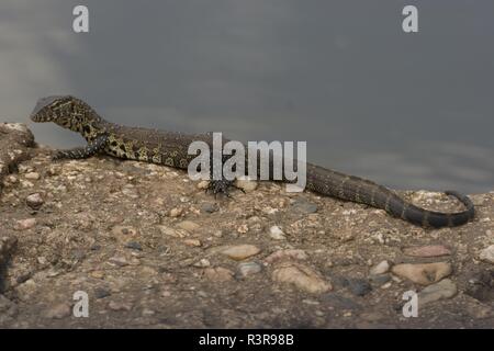 L'acqua del Nilo lizzard monitor, Varanus niloticus Foto Stock