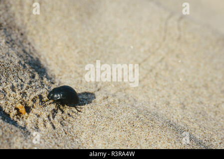 Beetle lasciando tracce quando passeggiate sulla sabbia calda in alcune dune in estate Foto Stock