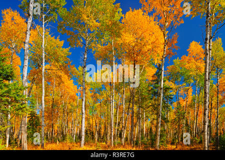 Canada, Saskatchewan, Prince Albert Parco Nazionale. Tremore aspen Bosco in autunno colori. Foto Stock