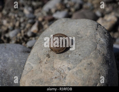 Sundial Shell su pietra Foto Stock