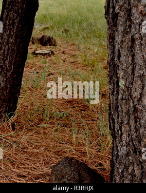 Due alberi a guardare una foresta pavimento coperto solo con gli aghi di pino. Foto Stock