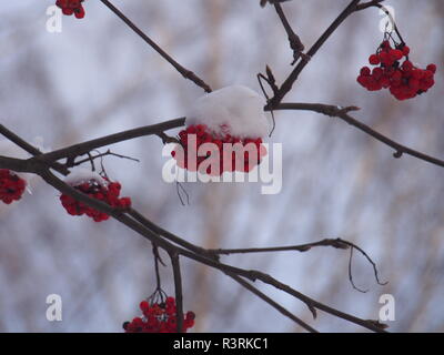 I grappoli di bacche Rowan sotto la neve. Dopo la caduta di neve. L'inverno. Foto Stock