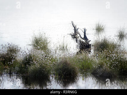 Bog con erba di cotone (Eriophorum vaginatum) e una vecchia radice nell'acqua, copia dello spazio, messa a fuoco selezionata Foto Stock