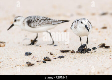 Piccoli Gabbiani sulla spiaggia di sabbia alla ricerca di cibo. Foto Stock
