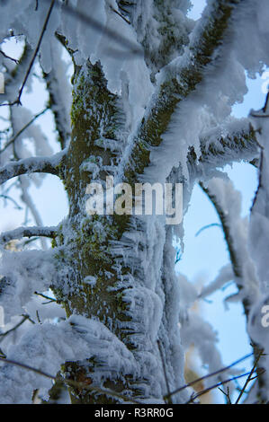 Impressioni inverno nel sauerland Foto Stock