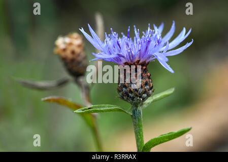 Fiordaliso (Centaurea cyanus) su un prato naturale, close-up di fiori, sfondo verde con copia spazio, messa a fuoco selezionata Foto Stock