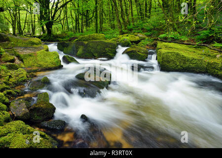 Gran Bretagna, Inghilterra, Cornwall, Liskeard, Fiume Fowey a Golitha Falls Foto Stock