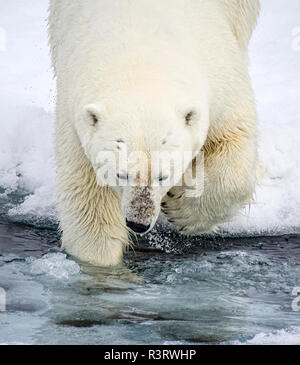 Norvegia Isole Svalbard, orso polare di andare in acqua ghiacciata Foto Stock