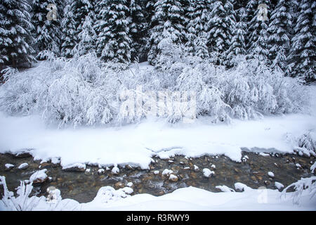 Salisburgo, Austria Membro, Altenmarkt-Zauchensee, snowy cespugli su un ruscello Foto Stock