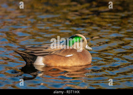 Maschio Wigeon americano (Anas americana) nuoto in stagno a Expo Park, Aurora Colorado US. Foto scattata in ottobre. Foto Stock