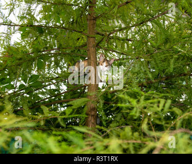 Spaventata gattino bloccato in albero sempreverde all'esterno. Fotografia degli animali. Foto Stock
