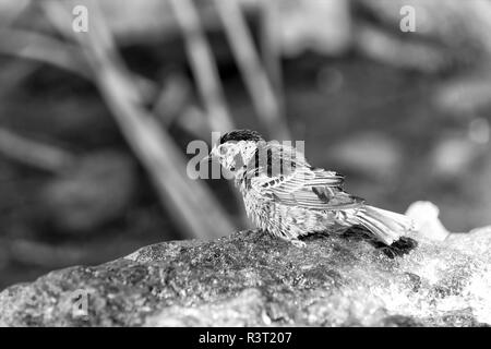 Piccolo e bellissimo uccello blu con gocce d'acqua su giù appollaiate sul ramo seduto sulla pietra su sfondo naturale Foto Stock