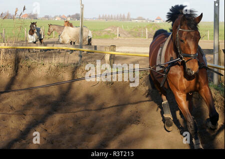 Addestramento cavalli Foto Stock