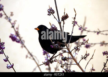 Merlo nella neve sulla boccola liebesperlen Foto Stock