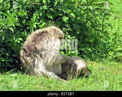 scimmia di Barbary Foto Stock