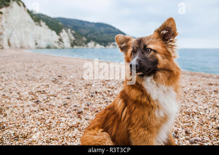 L'Italia, Vieste, ritratto di cane randagio sulla spiaggia di Vignanotica Foto Stock