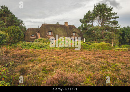 Germania, Schleswig-Holstein, Sylt, con tetto in paglia in casa Braderuper Heide Foto Stock