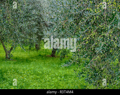 L'Italia, Toscana, Montepulciano, Autunno Olive Orchard Foto Stock