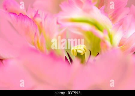 Close-up dettaglio dei grandi pink tulip, Giardini Keukenhof Lisse, Paesi Bassi Foto Stock