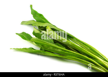 Culantro fresca / Coriandolo a dente di sega eryngium foetidum su sfondo bianco - verde foglia vegetale culantro Foto Stock