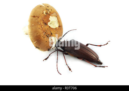 Mangiando insetti funghi su sfondo bianco / marrone di bug beetle mangiare i funghi dalla natura su sfondo bianco Foto Stock