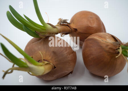 Tre germogliazione cipolla gialla lampadine con crescente lungo i cavoli verdi visualizzati in close-up seduto sulla superficie bianca. Foto Stock