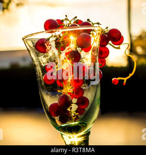 Uva blu in vetro del vino contro il sole di sera Foto Stock