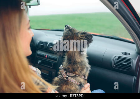 Piccolo Cane seduto sulla donna di giro in auto Foto Stock