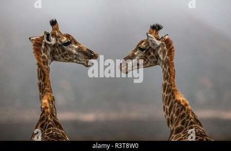 Sud Africa, Aquila Private Game Reserve, giraffe, Giraffa camelopardalis, faccia a faccia Foto Stock