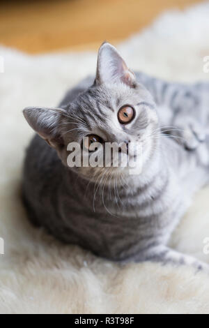 Ritratto di tabby British Shorthair kitten Foto Stock