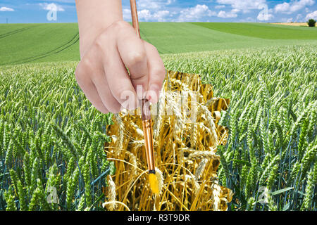 Il pennello disegna mature spighe di grano in campo verde Foto Stock