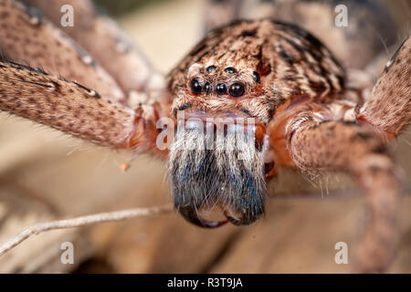 Ritratto di Australian huntsman spider Foto Stock