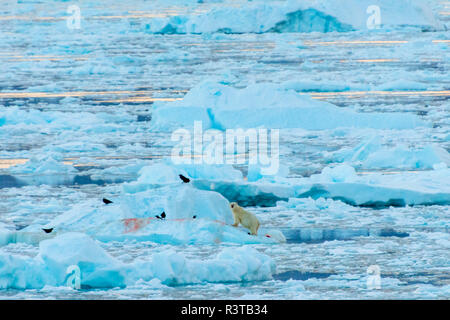 La Groenlandia. Scoresby Sund. Gasefjord. Orso polare (Ursus arctos maritimus) e corvi su un kill. Foto Stock