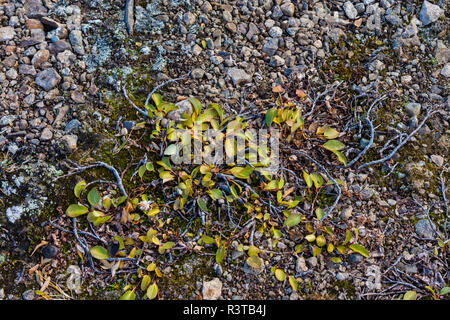 La Groenlandia. Kong Fiordo di Oscar. La Baia di sogno. Arctic willow crescente vicino alla terra. Foto Stock