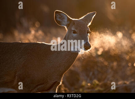 White Tailed Deer Foto Stock