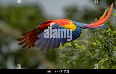 Scarlet Macaw in Costa Rica Foto Stock