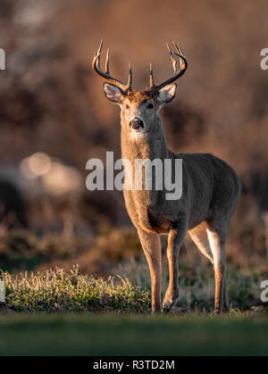 White Tailed Deer Foto Stock