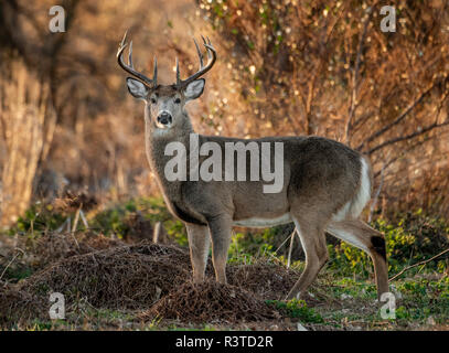 White Tailed Deer Foto Stock