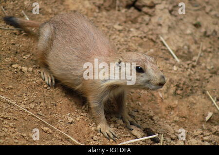 Black-Tailed Prarie Dog presso lo Smithsonian lo Zoo Nazionale di Washington DC Foto Stock
