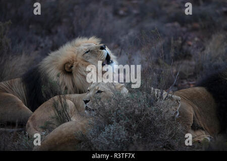 Sud Africa, Touws River, Aquila Private Game Reserve, leoni, Panthera leo Foto Stock