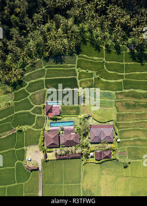 Indonesia Bali Ubud, vista aerea di campi di riso Foto Stock