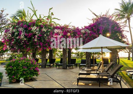 Sunrise in Nusa Dua beach, sole di mattina perforare il bougainvillea, con sedie a sdraio e ombrelloni/ ombrelli, bella Bali Foto Stock