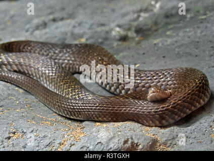 Closeup Yellow-Spotted Keelback avvolto sulla roccia Foto Stock