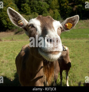 Thueringer, Waldziege, Bedrohte, gefaehrdet, Ziegenrasse Foto Stock