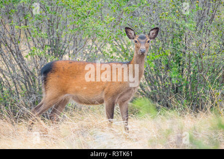 Cervi di Sika Foto Stock