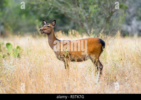 Cervi Sika Doe Foto Stock